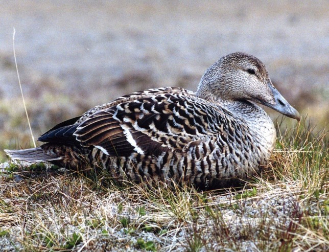 ダウンジャケットの選び方